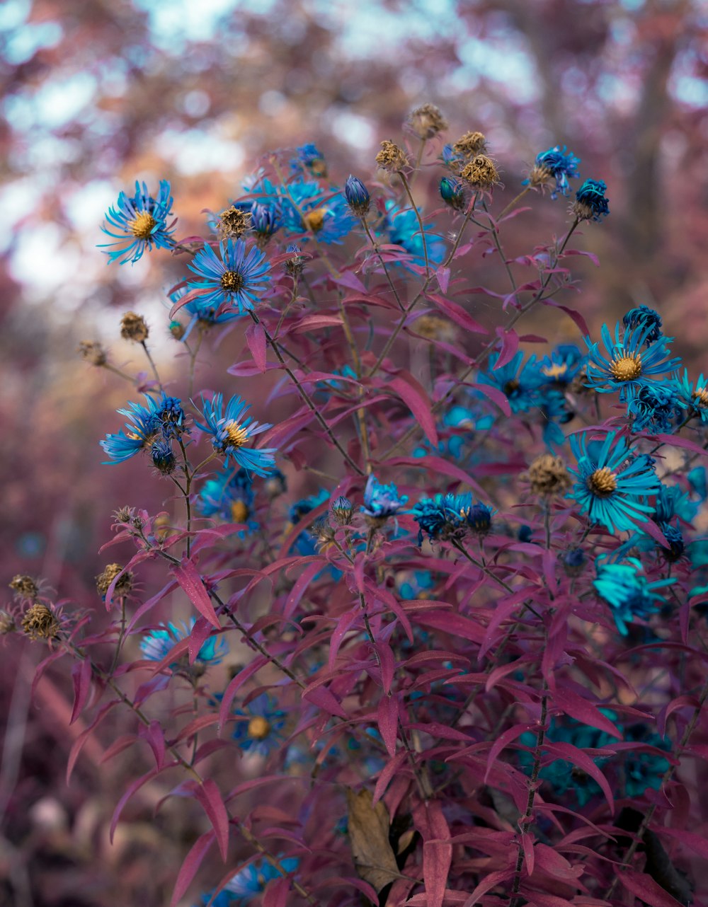 Un mazzo di fiori viola e blu in un campo