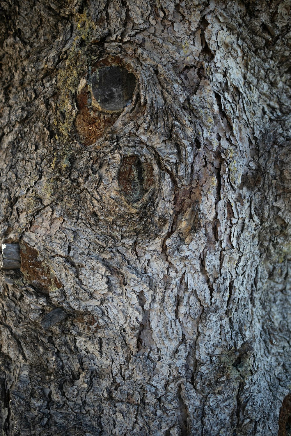 a close up of a tree trunk with holes in it