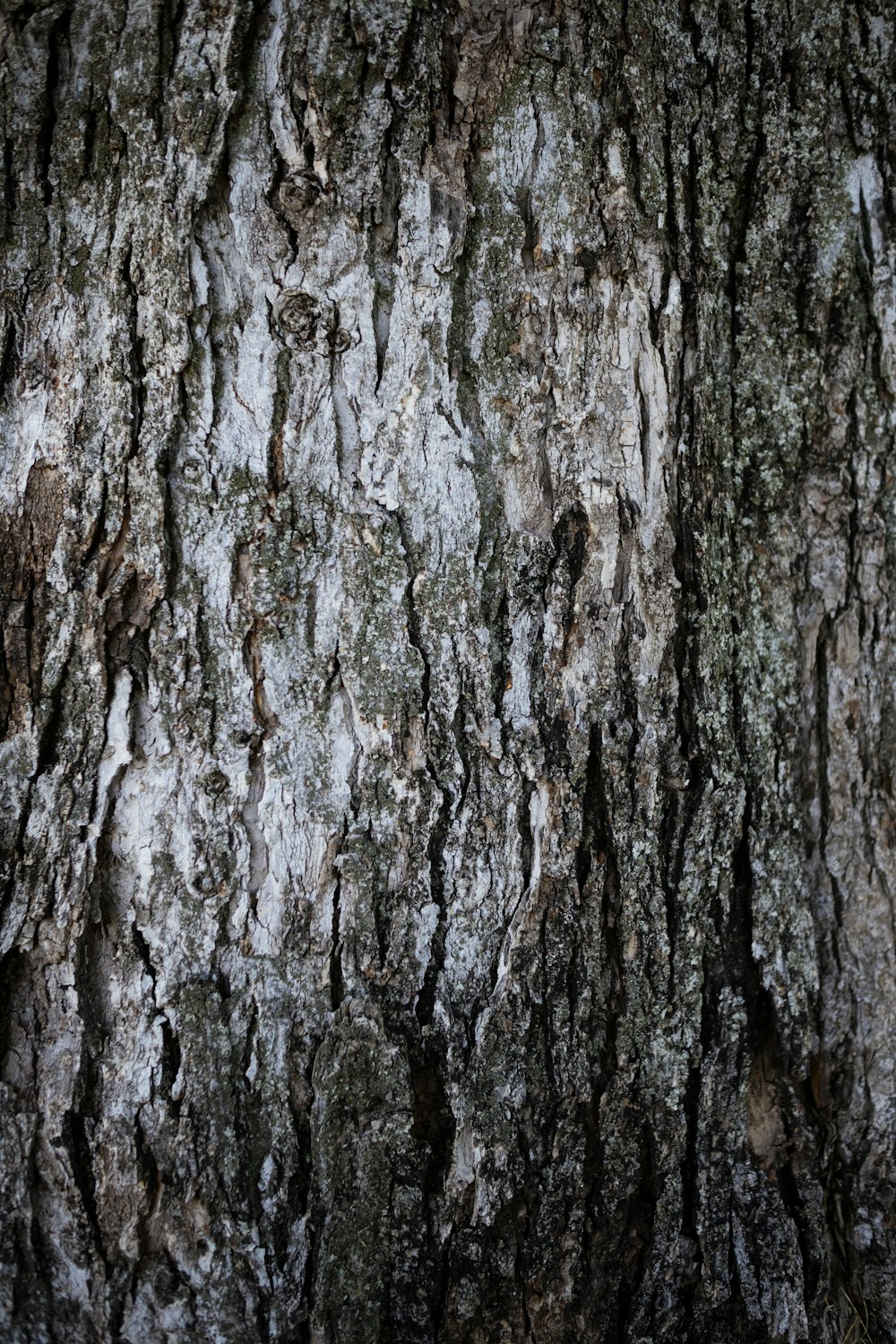 a close up of the bark of a tree