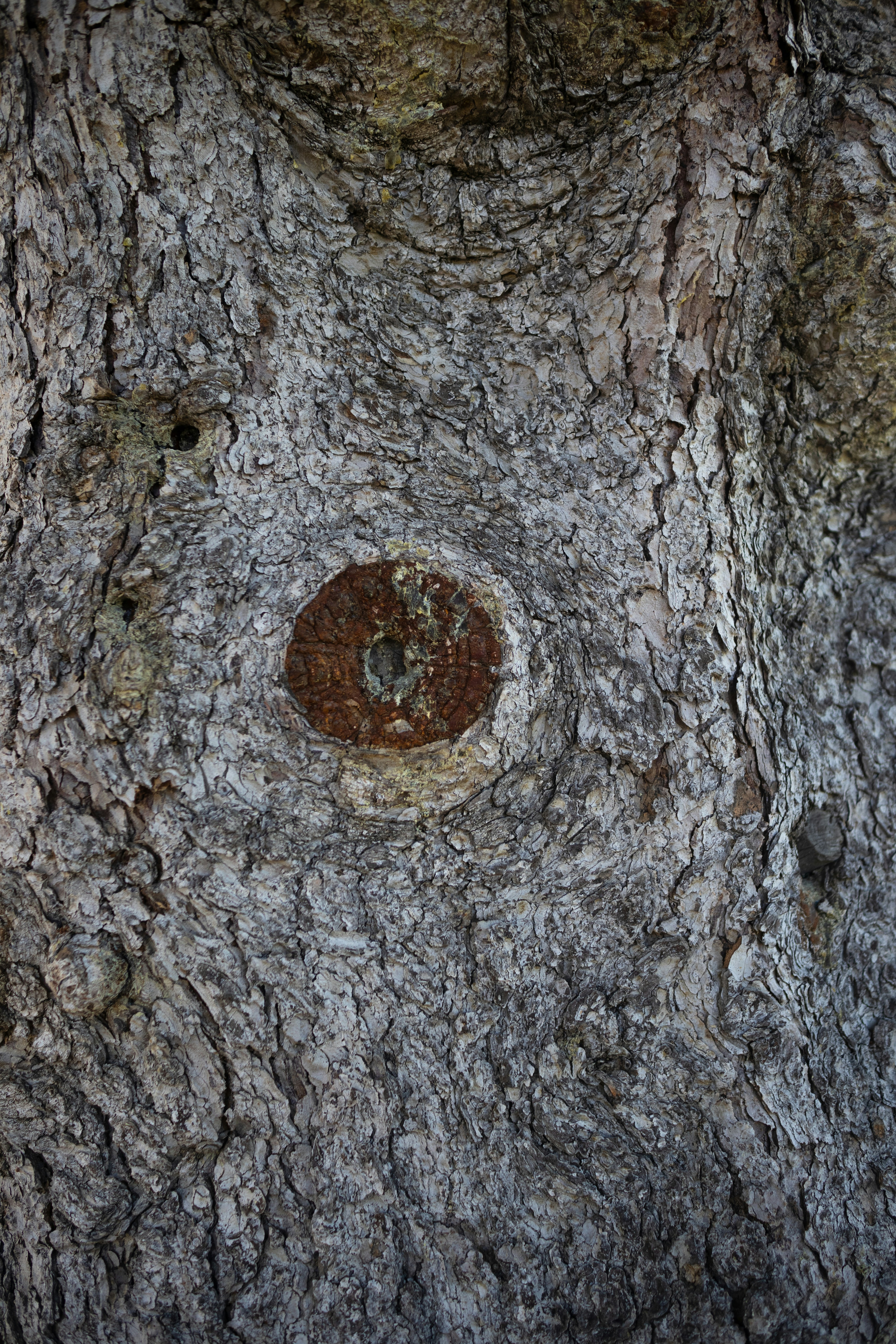 a tree with a circular hole in the bark