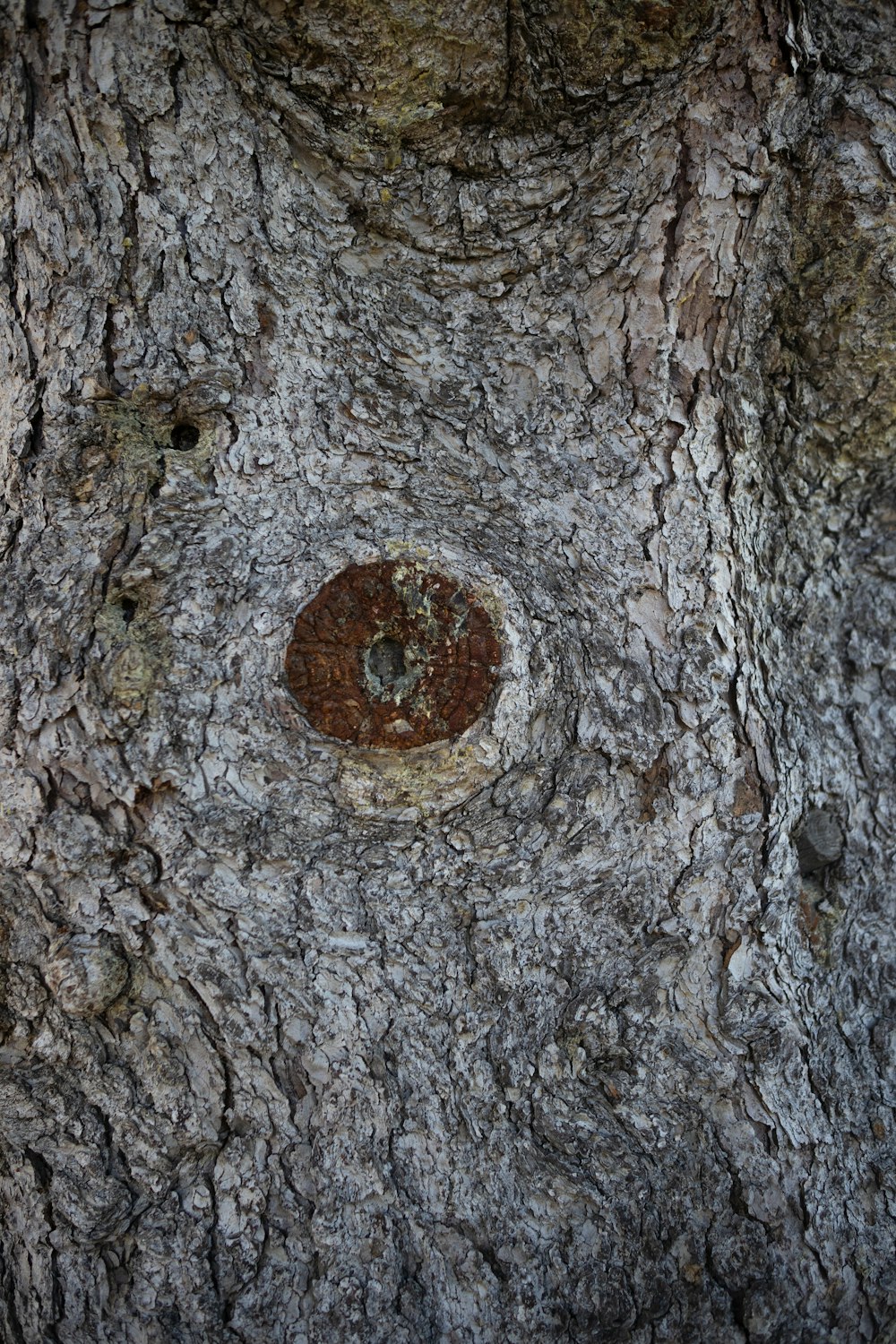a tree with a circular hole in the bark