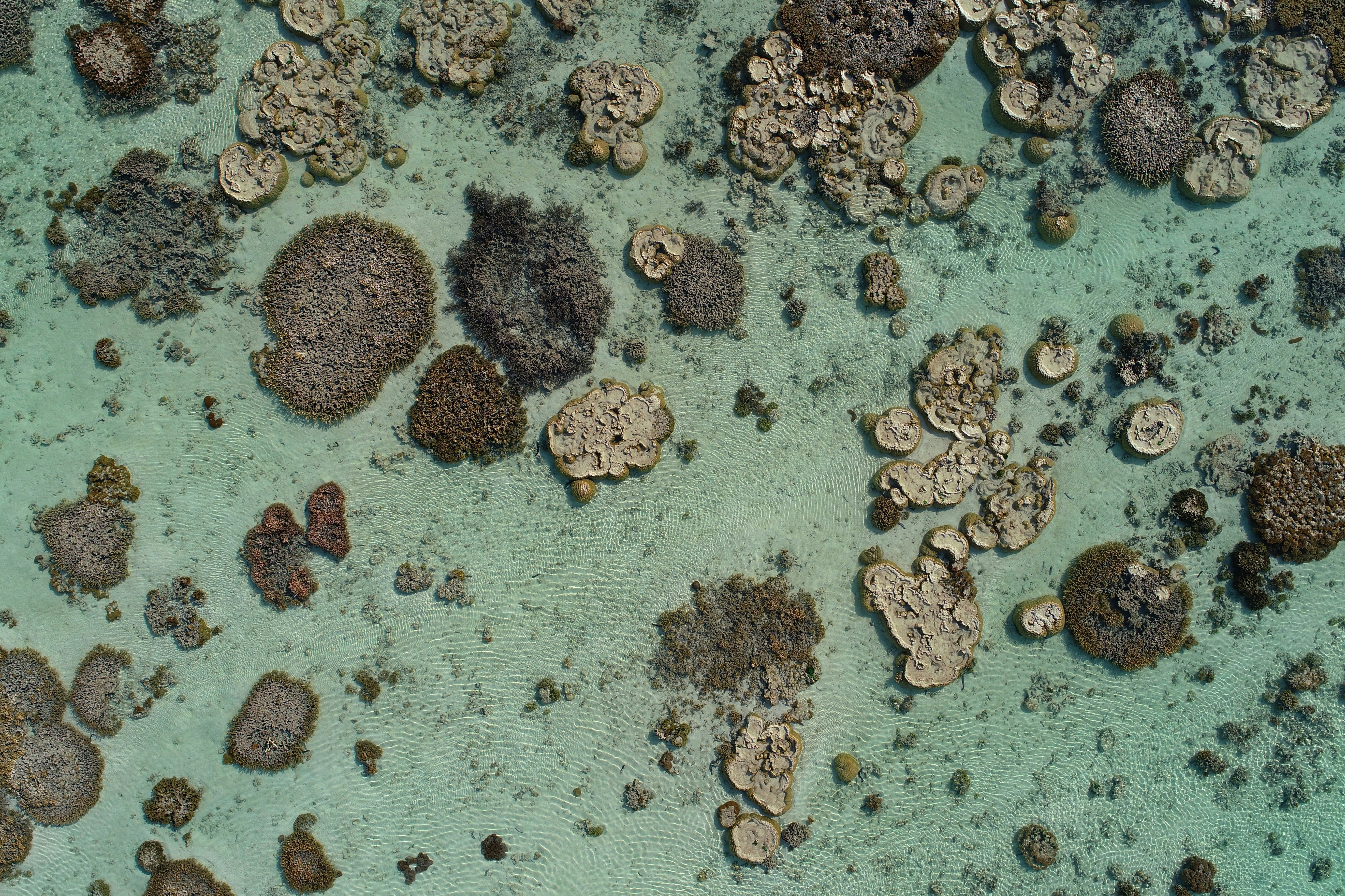 Live corals of Heron Reef, southern Great Barrier Reef