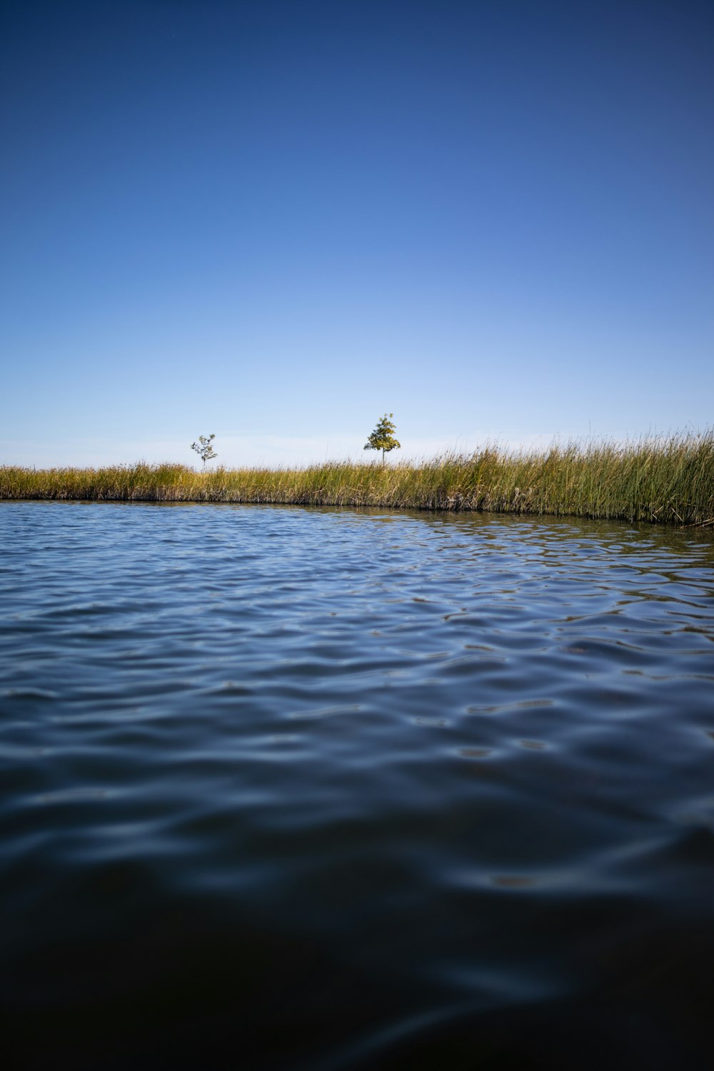 a body of water surrounded by tall grass