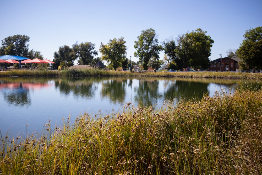 a lake surrounded by tall grass and trees