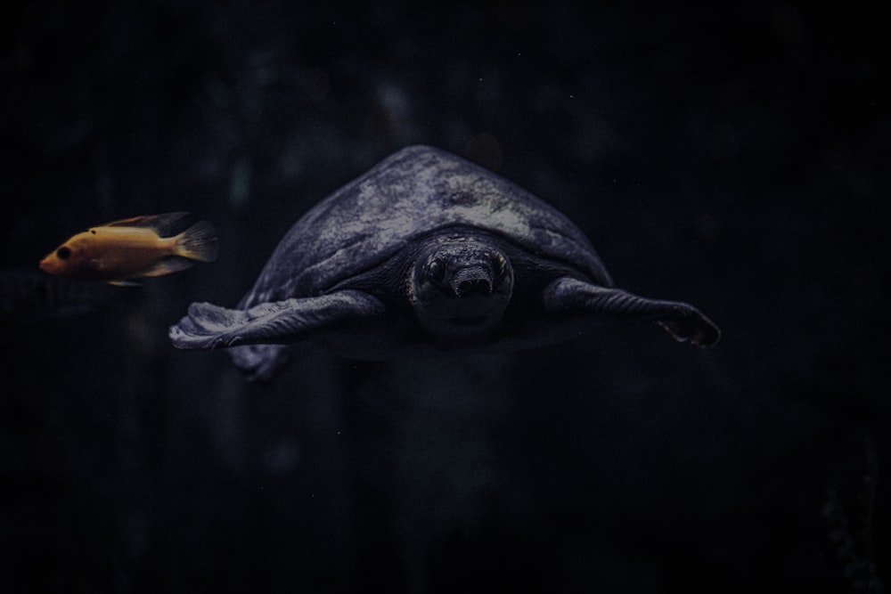 a turtle and a goldfish swimming in the water