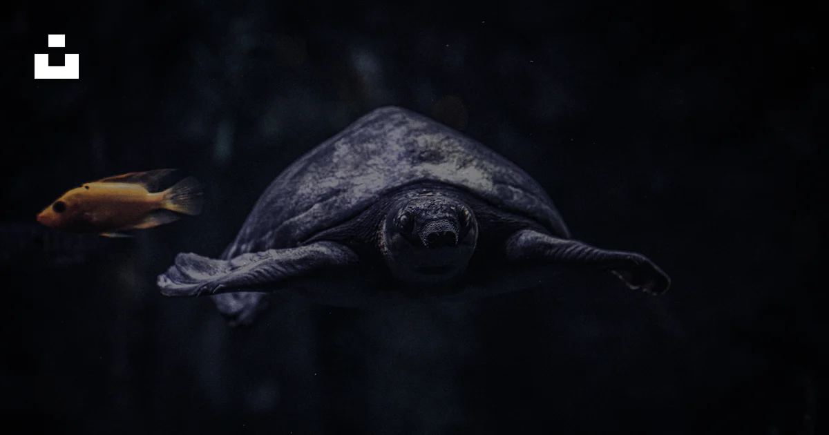 A turtle and a goldfish swimming in the water photo – Free Seoul Image ...