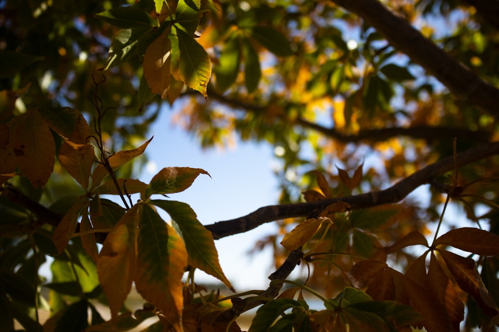 a branch of a tree with lots of leaves