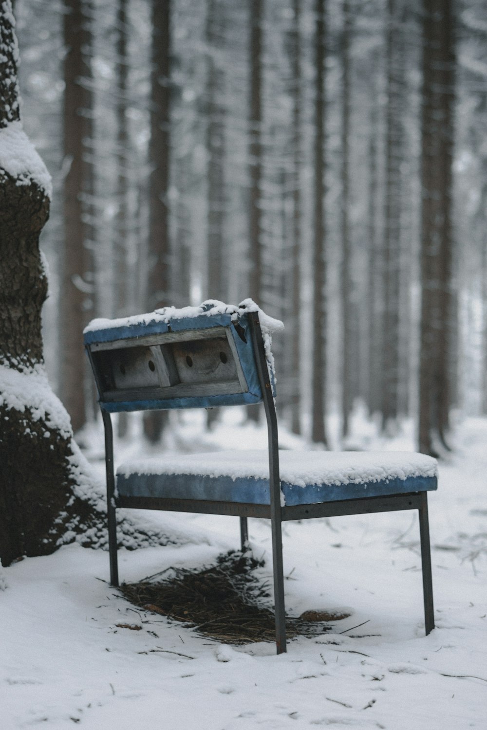 雪に覆われた森の真ん中に座っている青いベンチ
