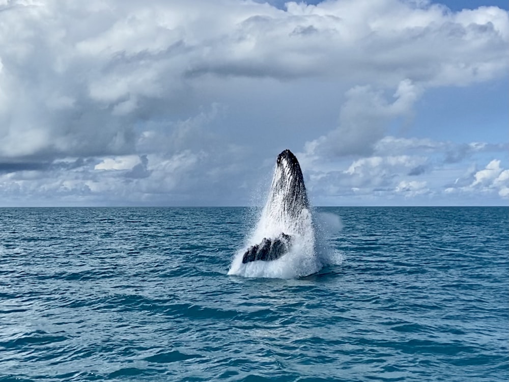 水から飛び出すクジラ