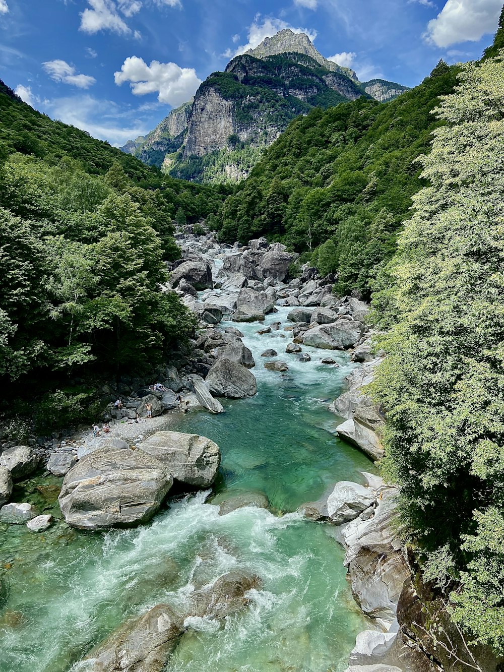 a river running through a lush green forest