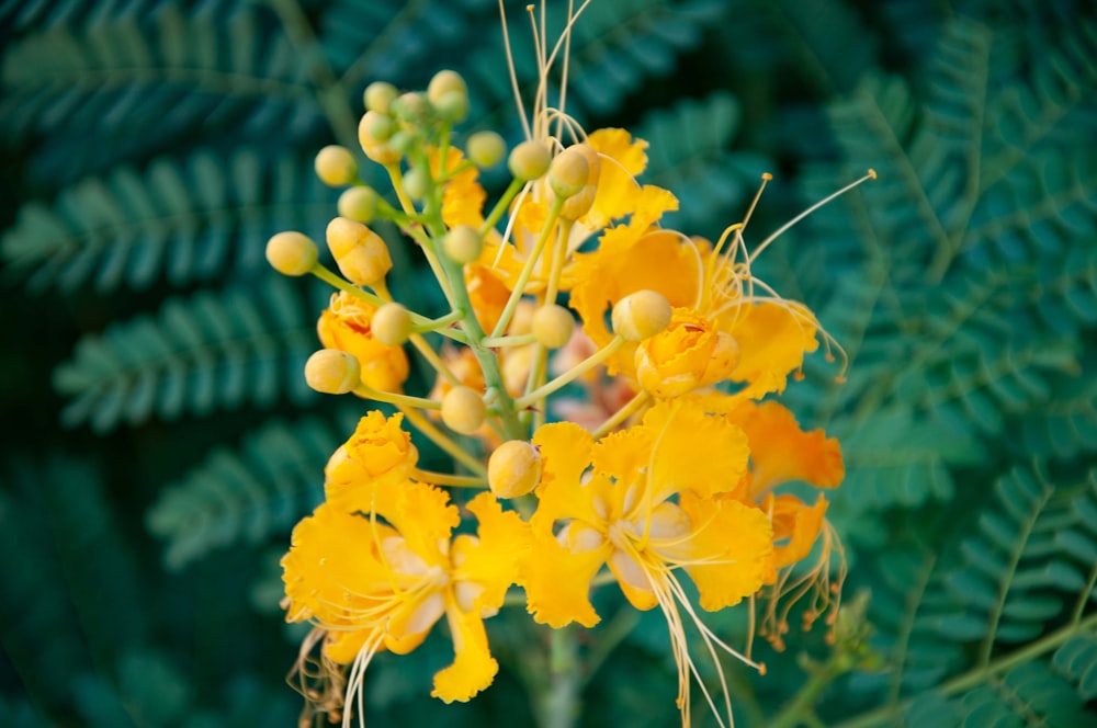 a close up of a plant with yellow flowers