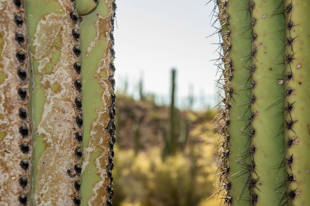 a close up of a cactus plant with other plants in the background