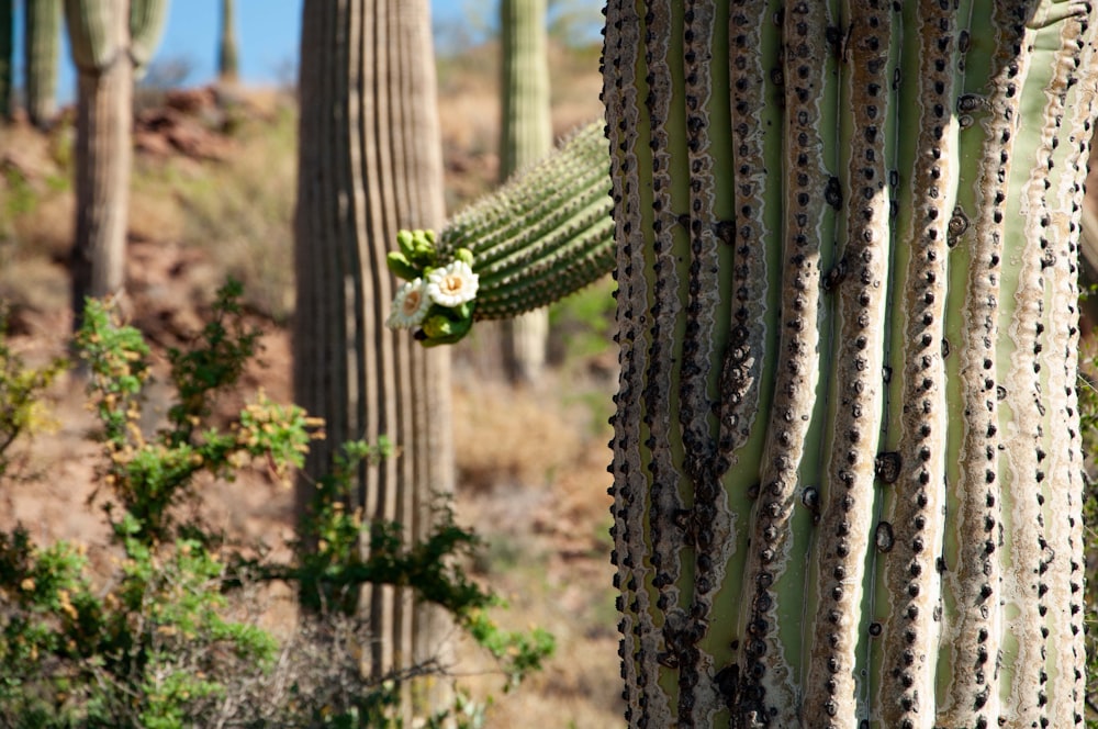 a cactus with a flower in the middle of the desert