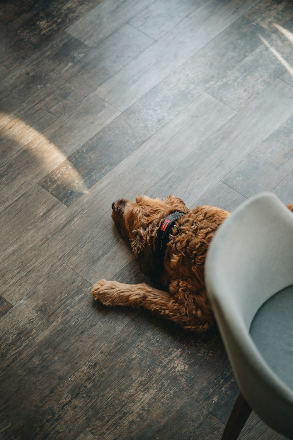 a brown dog laying on top of a wooden floor