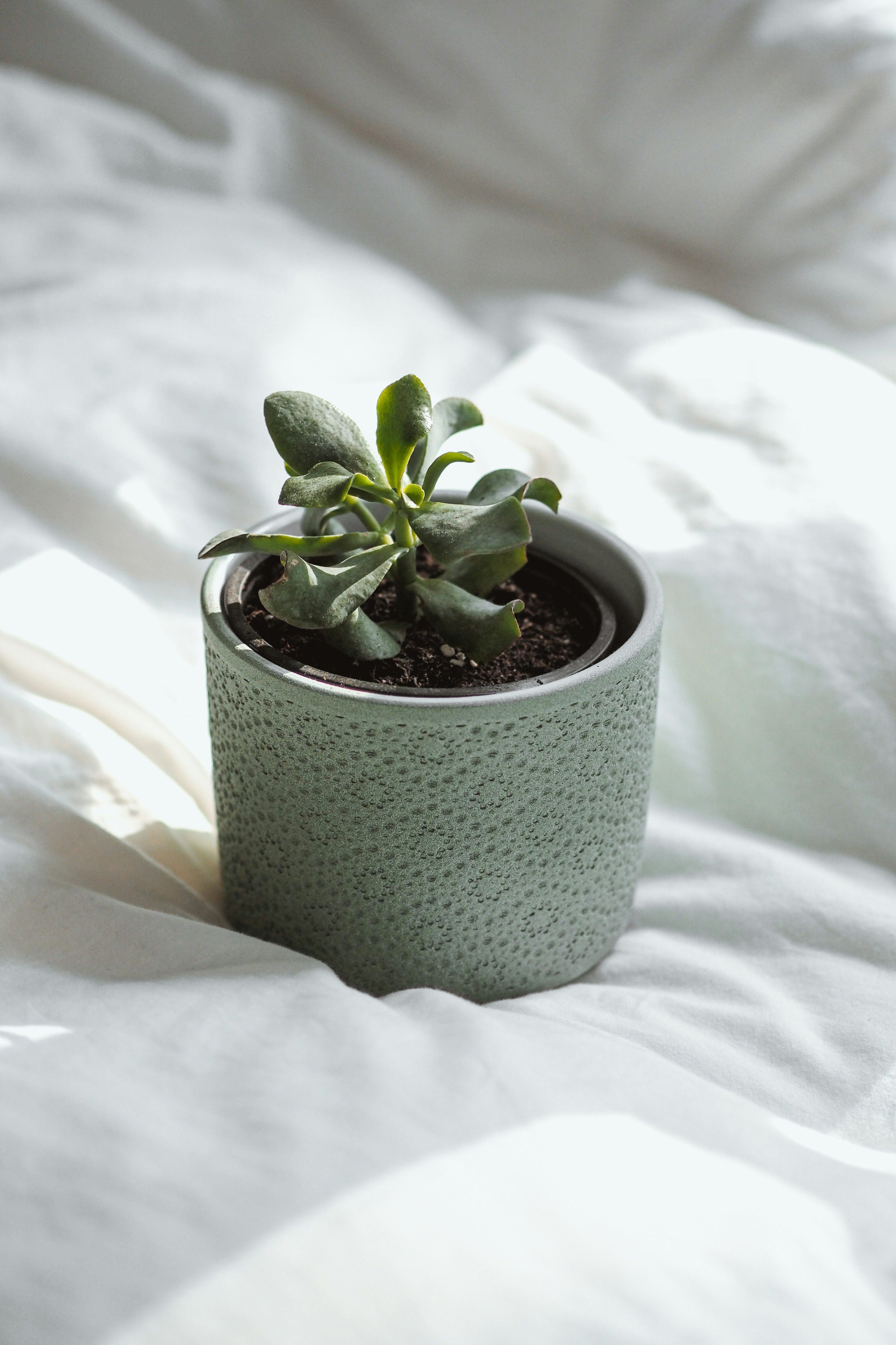 Mini Succulent Delight