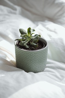 A tiny succulent plant pot turning smoothly in soft light