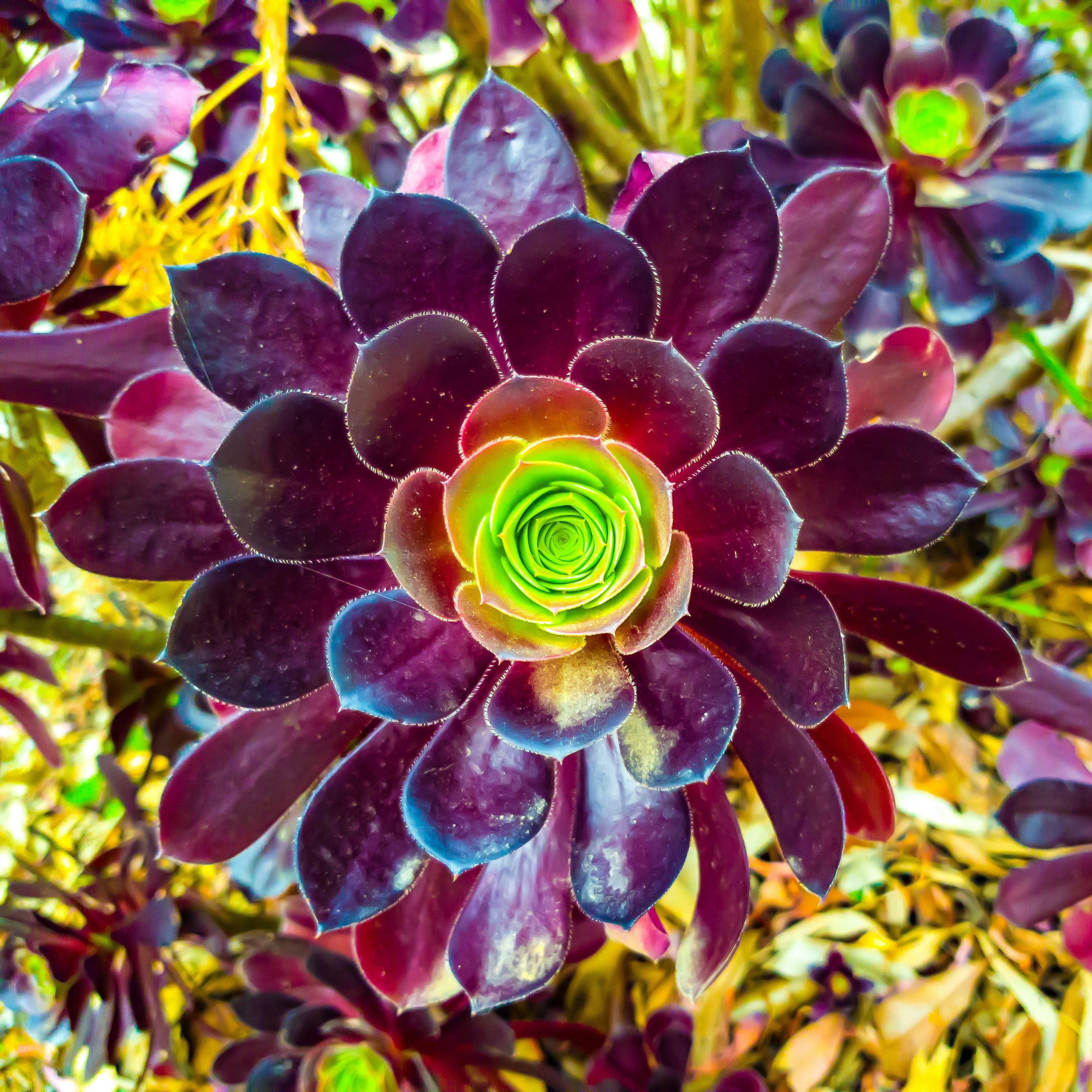Compact cylindrical succulent: Rainbow Echeveria