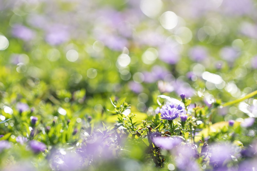 a field full of purple flowers and green leaves