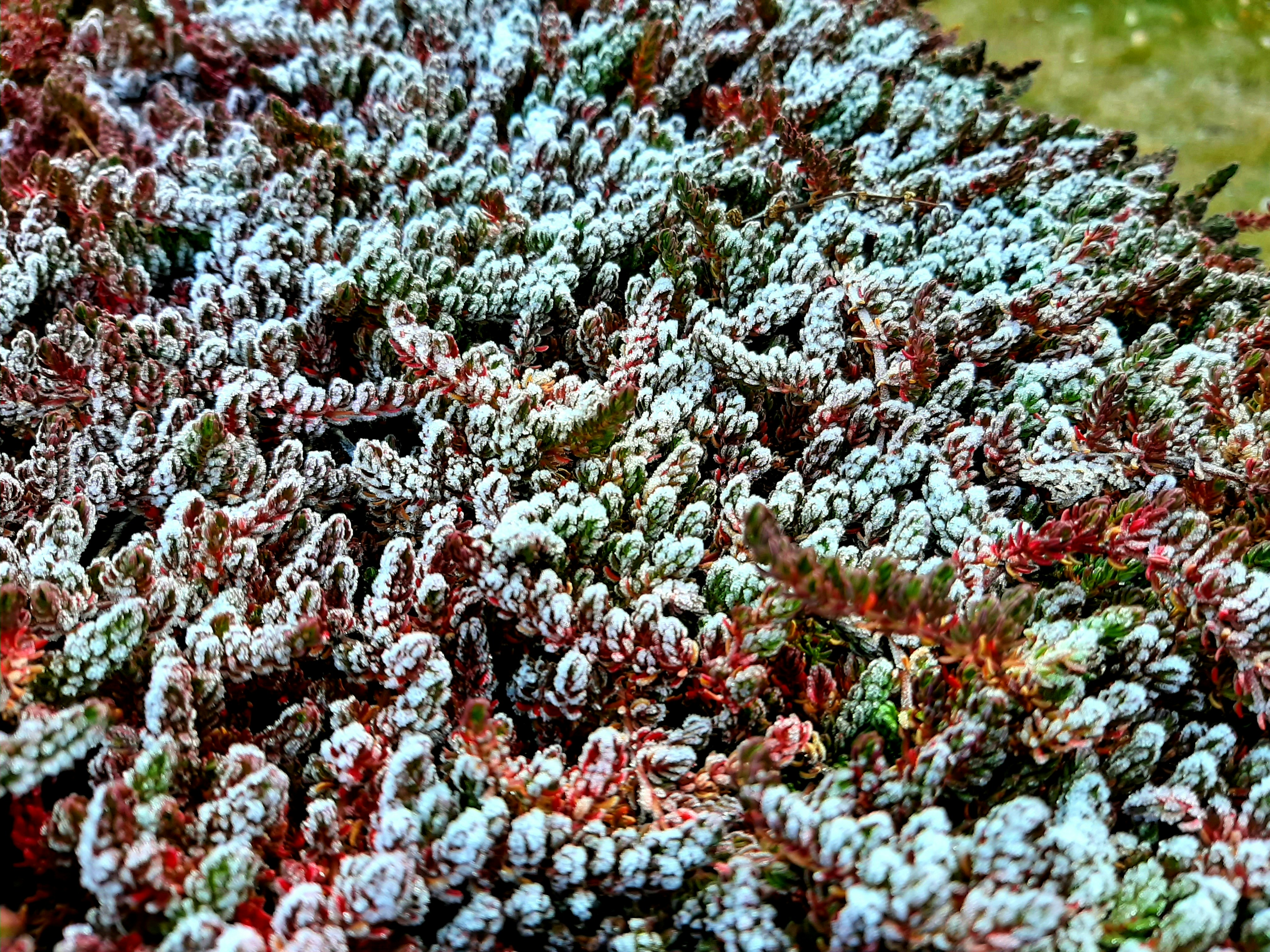 a close up of a plant with snow on it