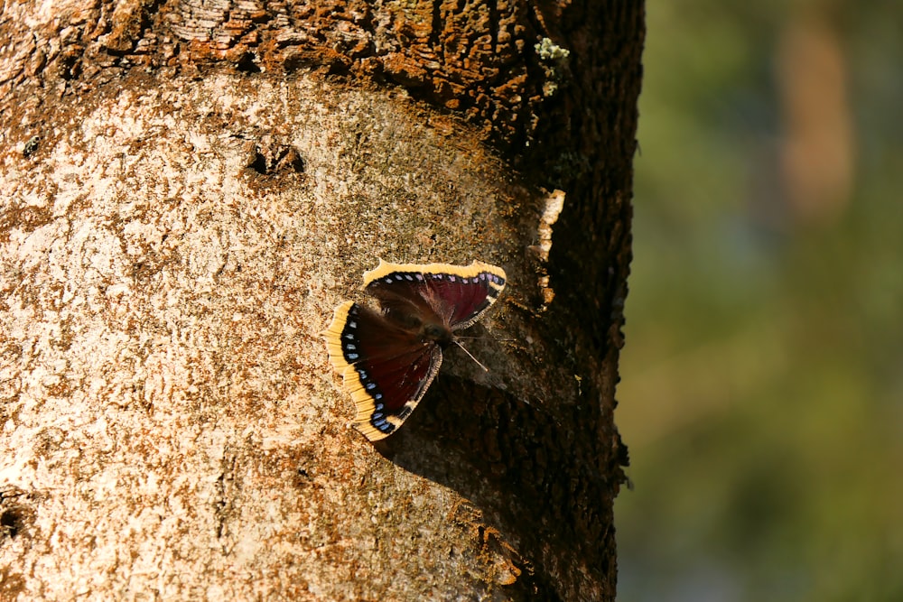 a butterfly sitting on the side of a tree