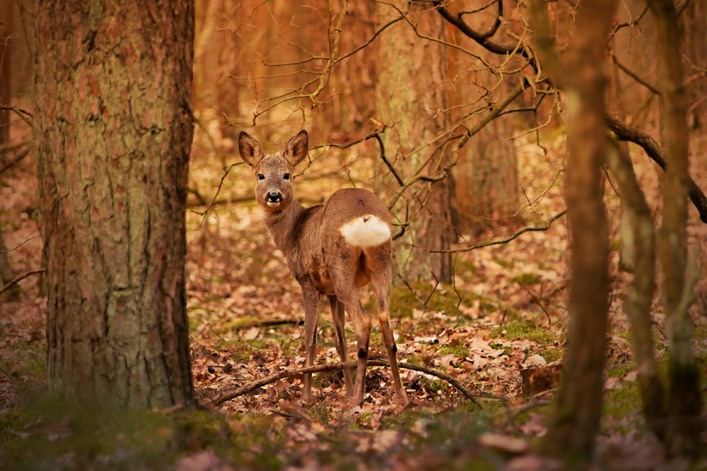 a deer standing in the middle of a forest