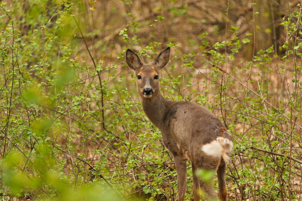 a deer standing in the middle of a forest