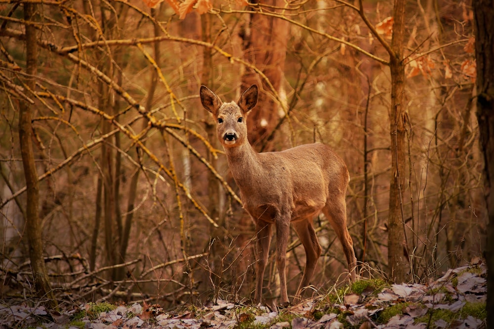 a deer is standing in the middle of the woods