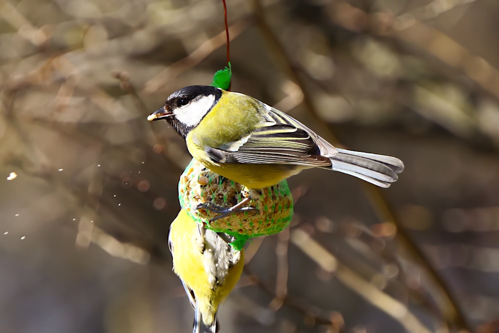 a bird hanging from a bird feeder in a tree