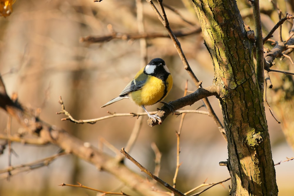 a bird perched on a branch of a tree