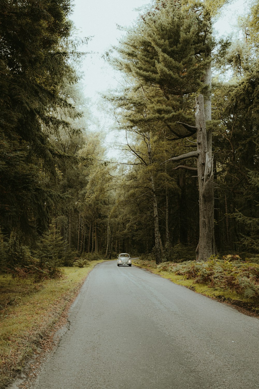 a car driving down a road in the middle of a forest