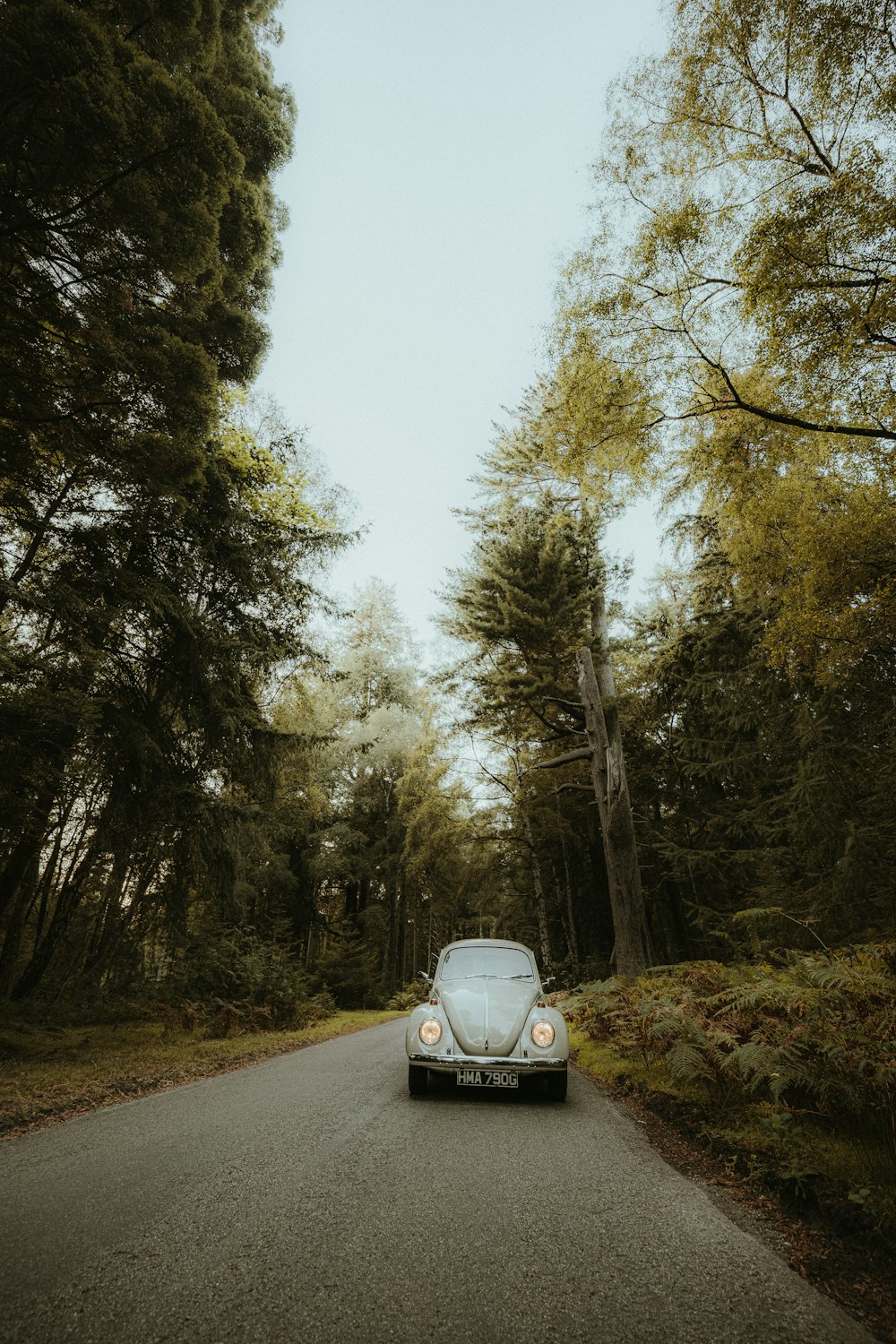 a car driving down a road in the woods