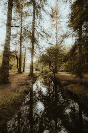 a small stream running through a forest filled with trees