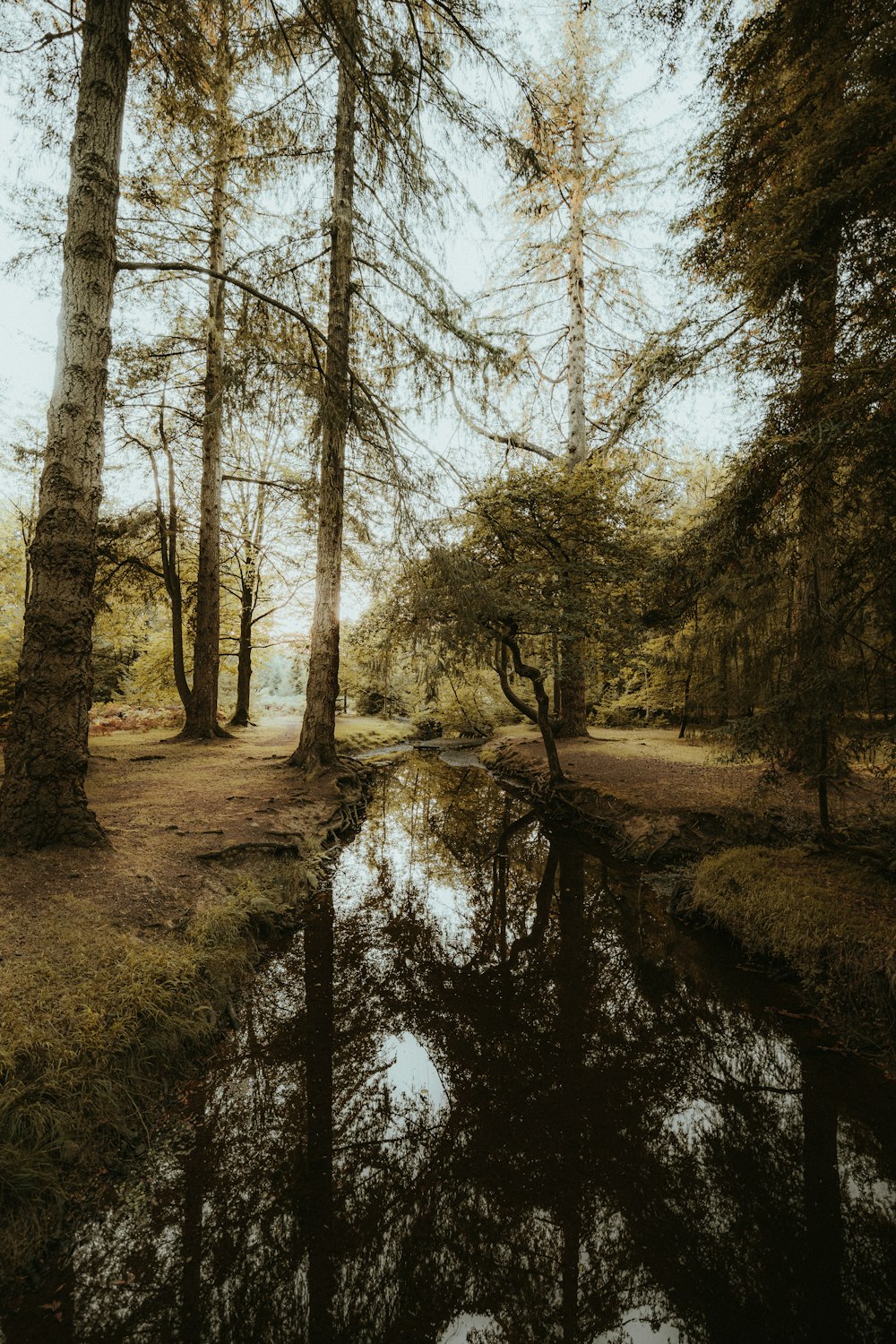 a small stream running through a forest filled with trees