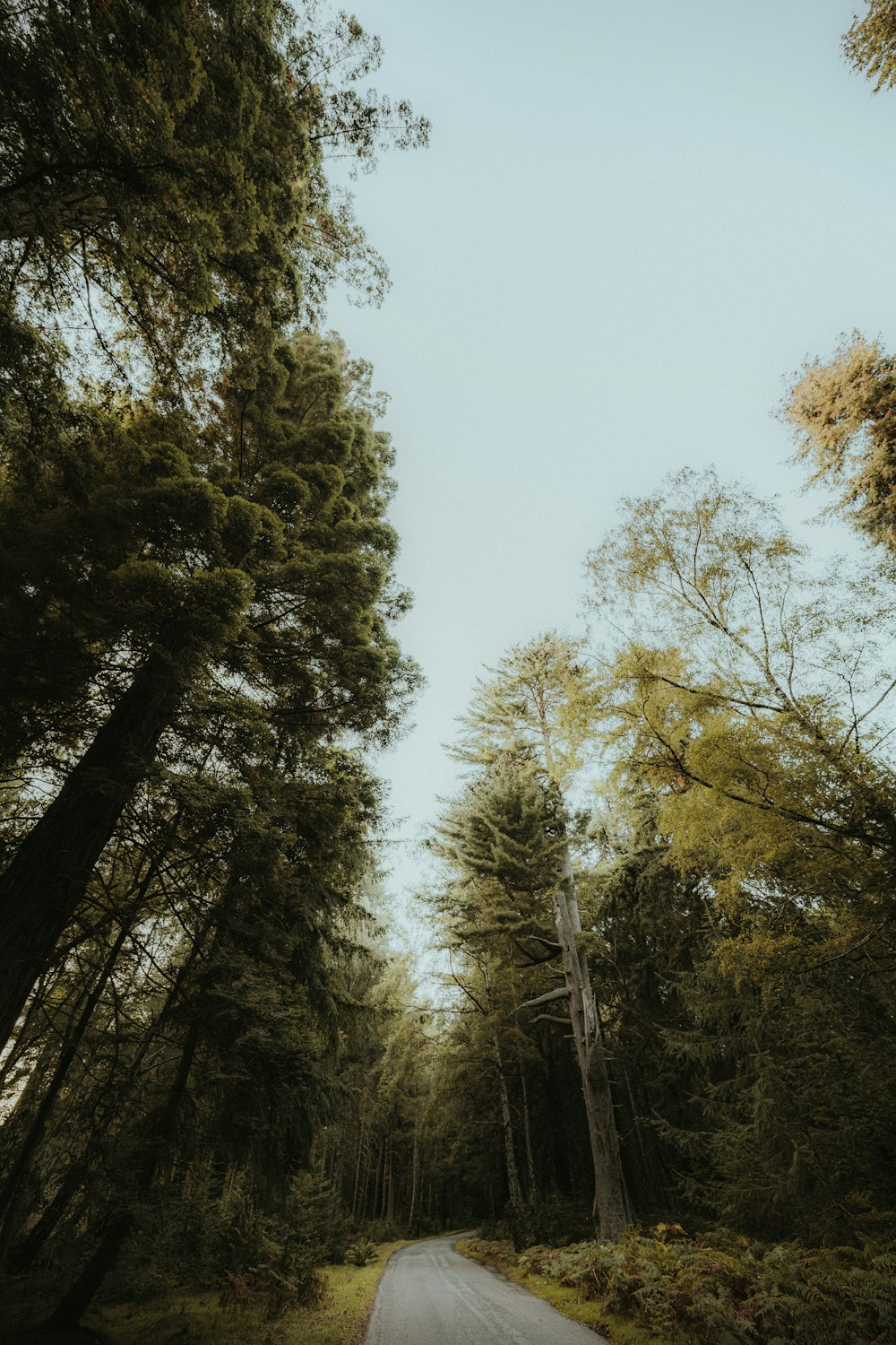 a road in the middle of a forest with tall trees