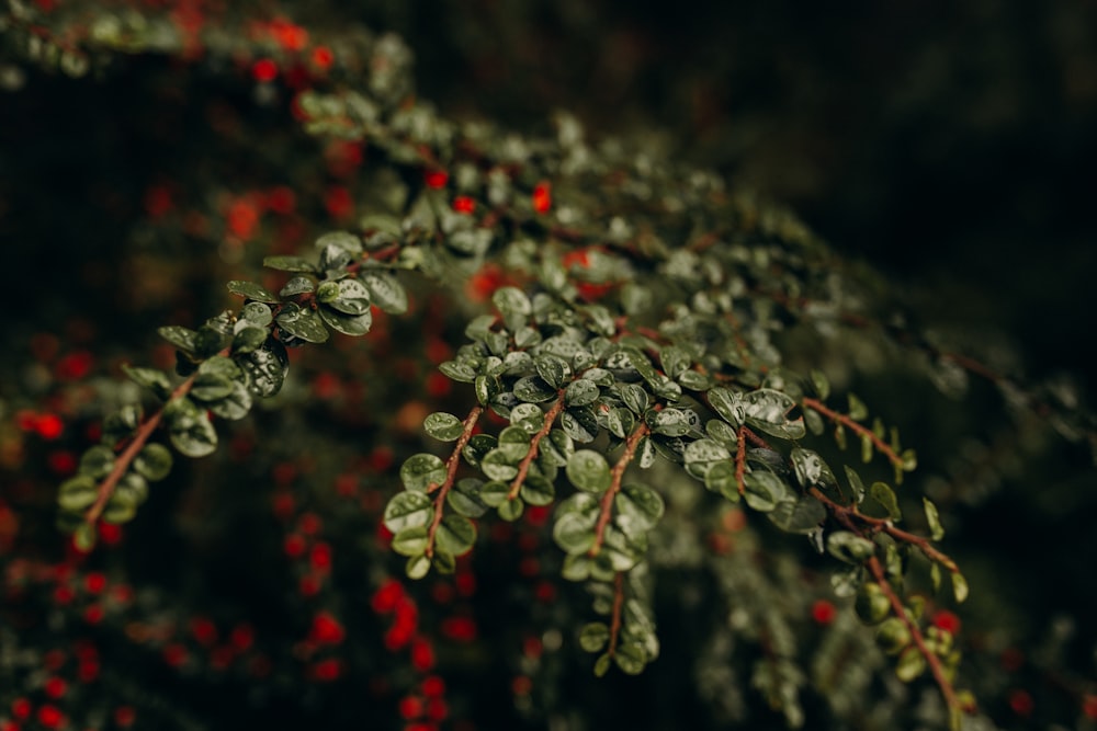 a close up of a tree branch with red berries in the background