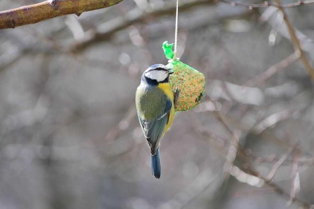 a bird hanging from a tree branch with a plastic bag hanging from it's