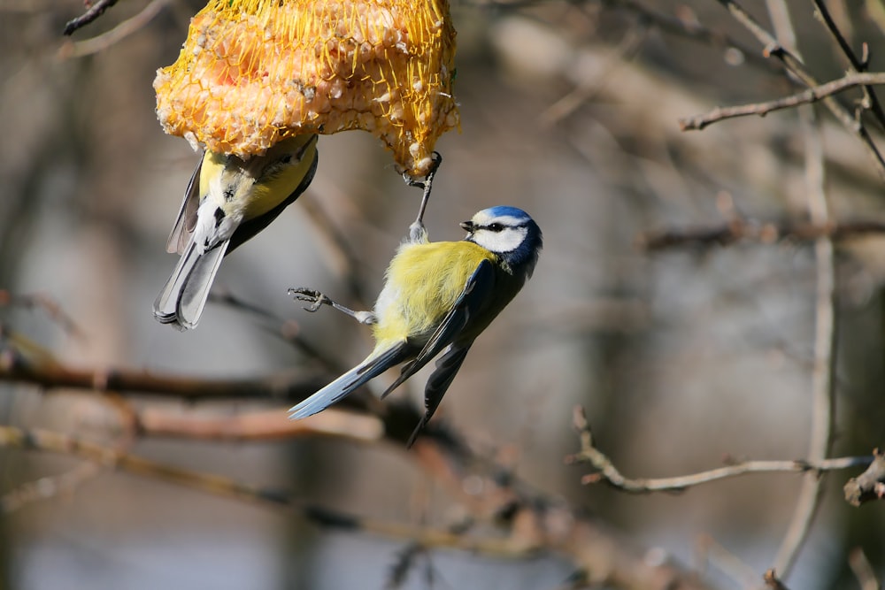 a couple of birds that are standing in a tree