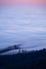 A serene landscape featuring a misty forest at dawn.