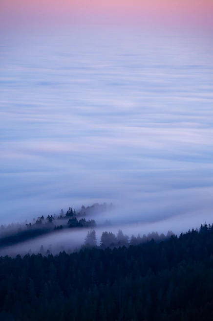 A serene landscape painting featuring a misty forest at dawn