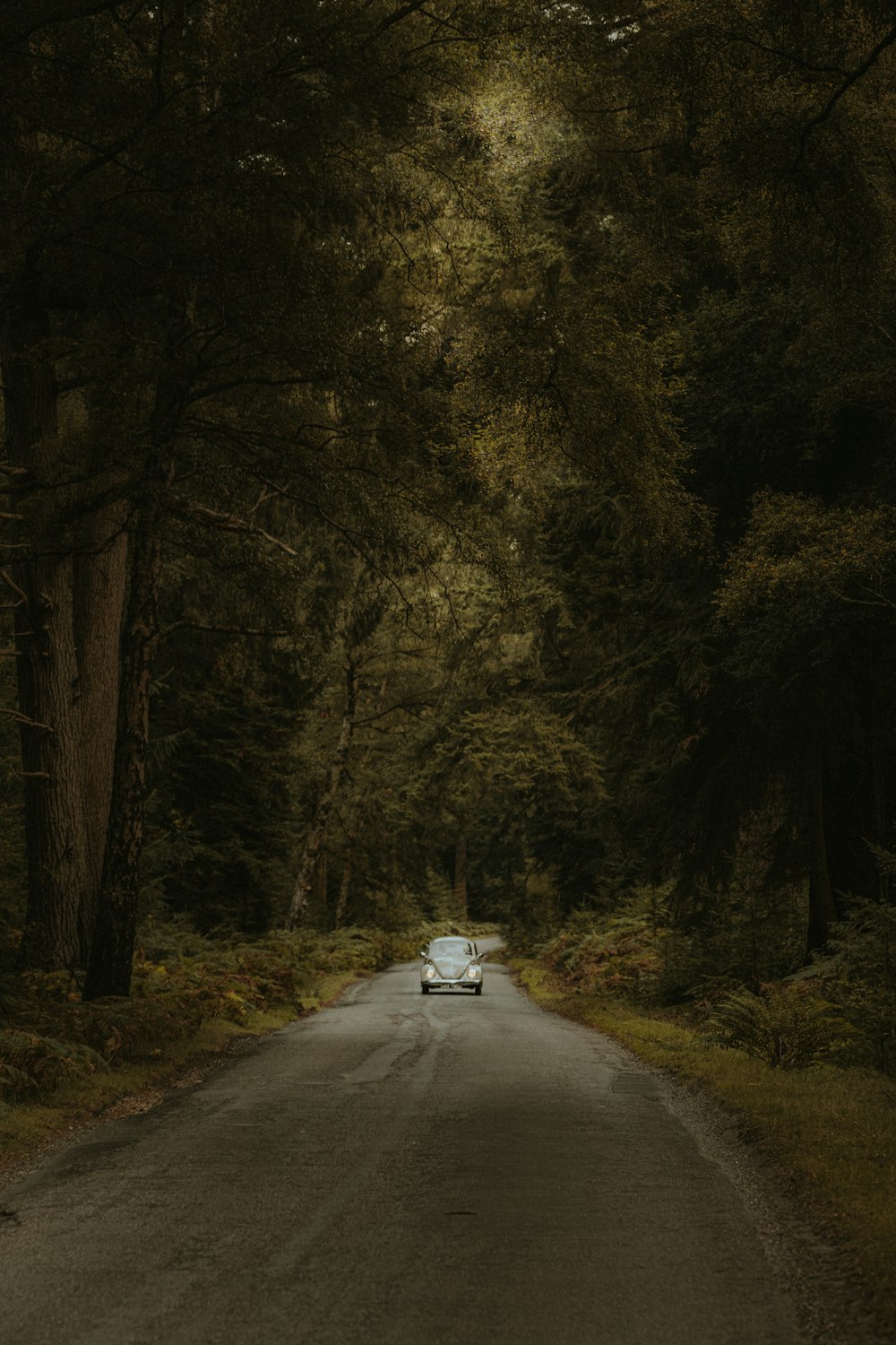 a car driving down a road surrounded by trees