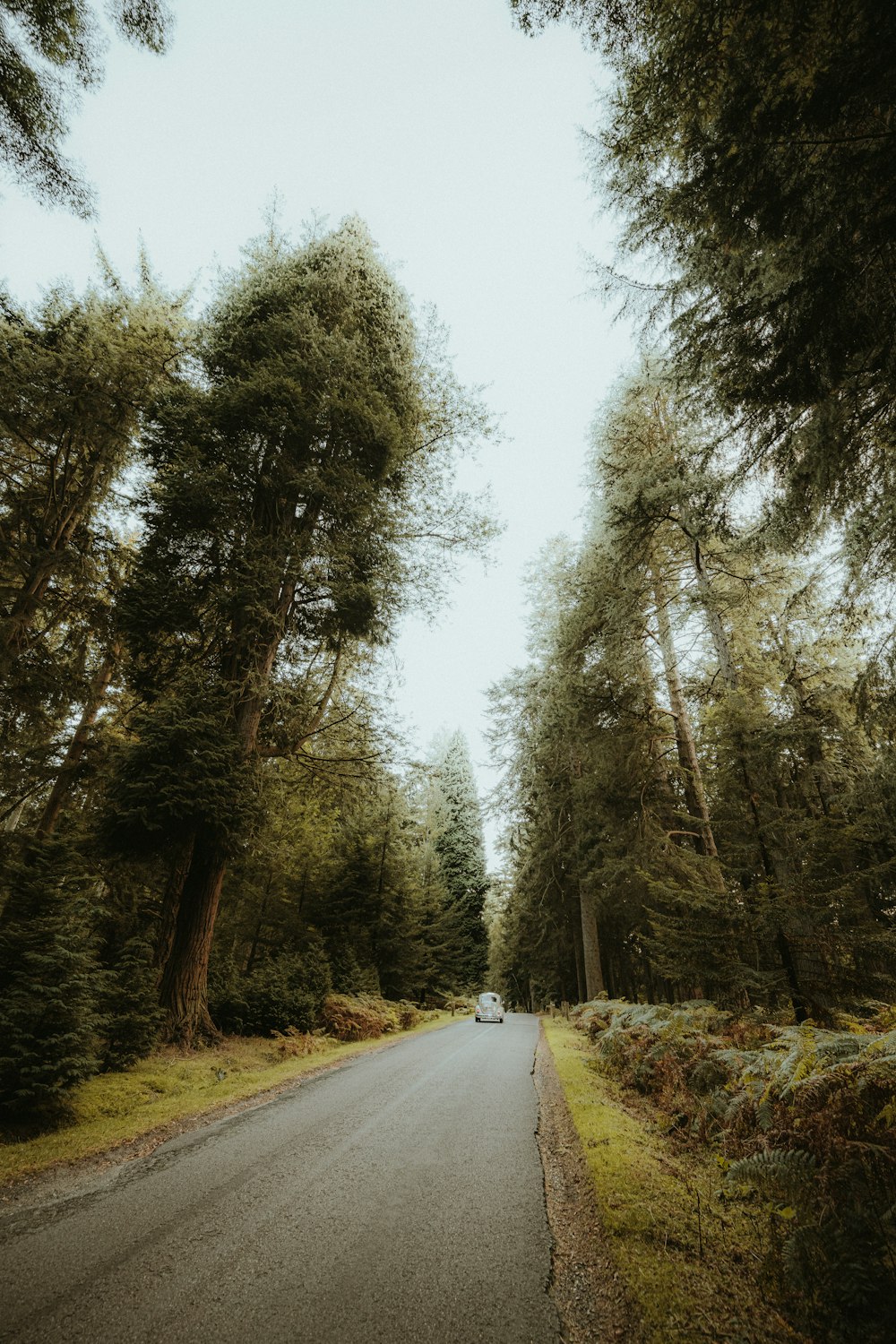 a car driving down a road surrounded by tall trees