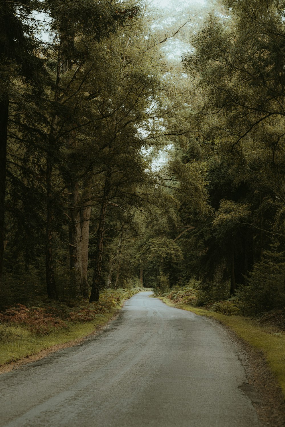 an empty road in the middle of a forest