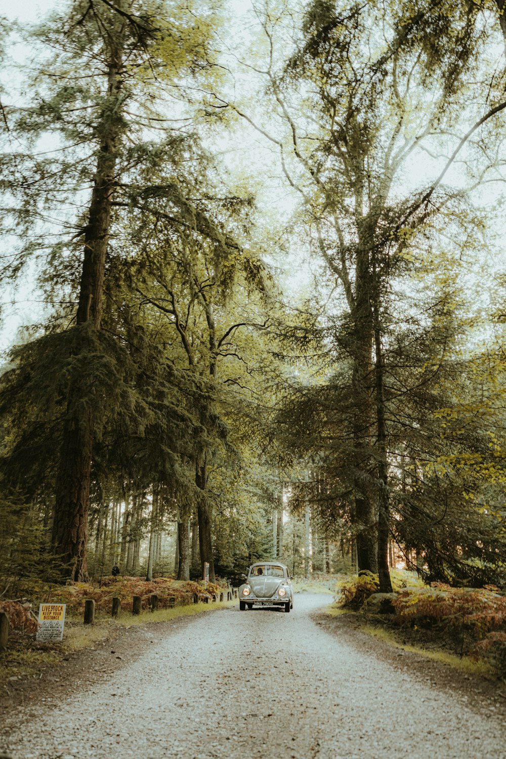 a car driving down a road in the middle of a forest