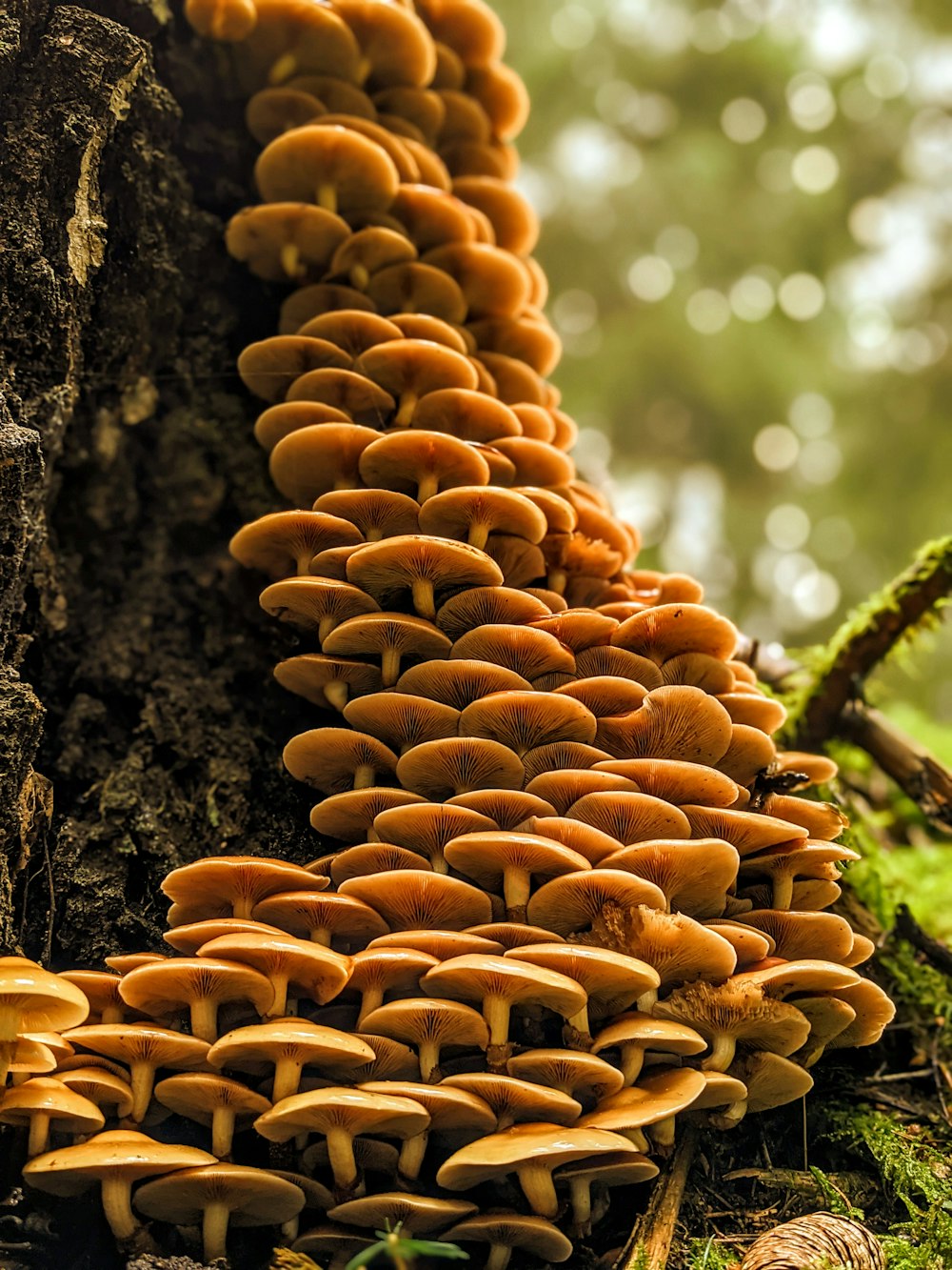 a large group of mushrooms growing on a tree