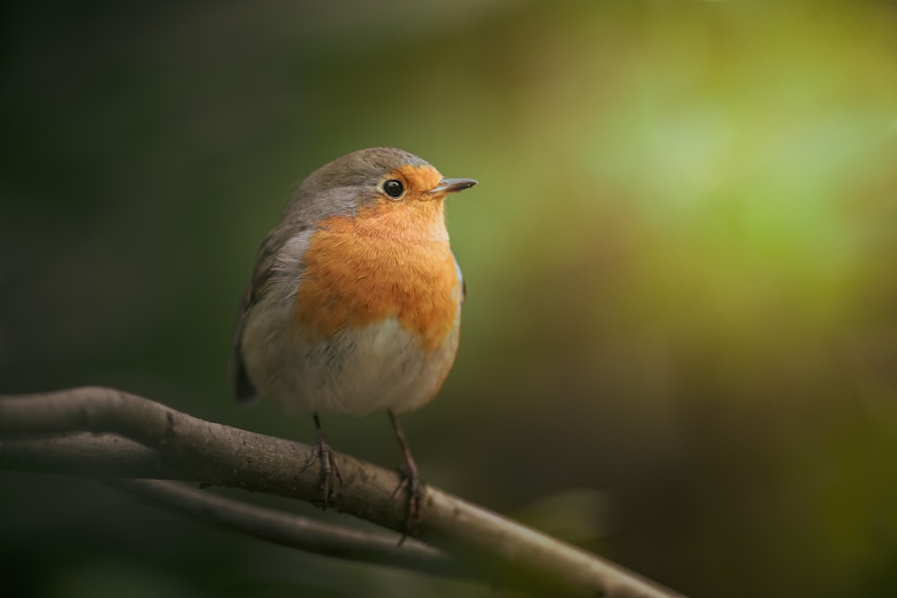 Un piccolo uccello appollaiato su un ramo d'albero