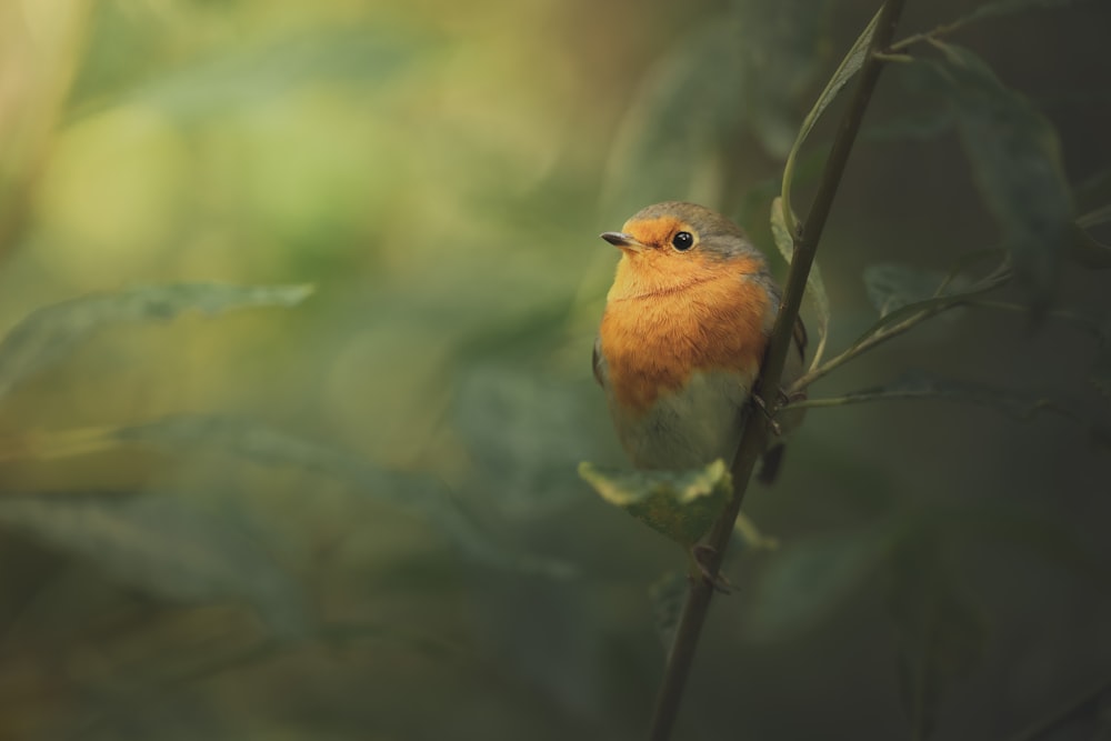 Un piccolo uccello è appollaiato su un ramo d'albero