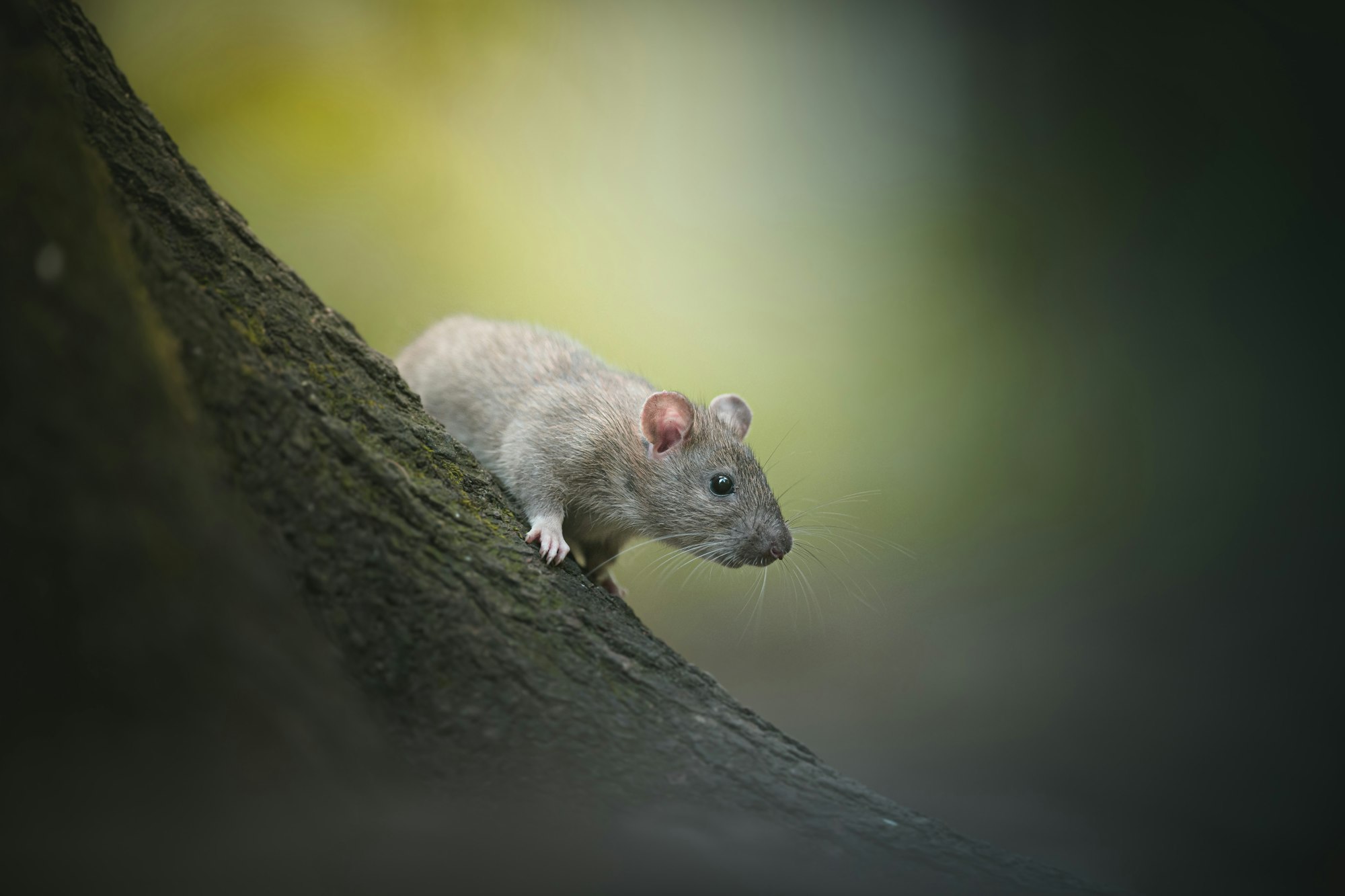 A rat perched on a tree branc