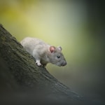rat, animal, wildlife, outdoor, wood, nature, isolated, wild✓ follow me on Instagram: instagram.com/dkomov✓ downloads more in my site: dkomov.ru