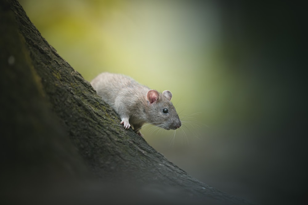 a rat climbing up the side of a tree