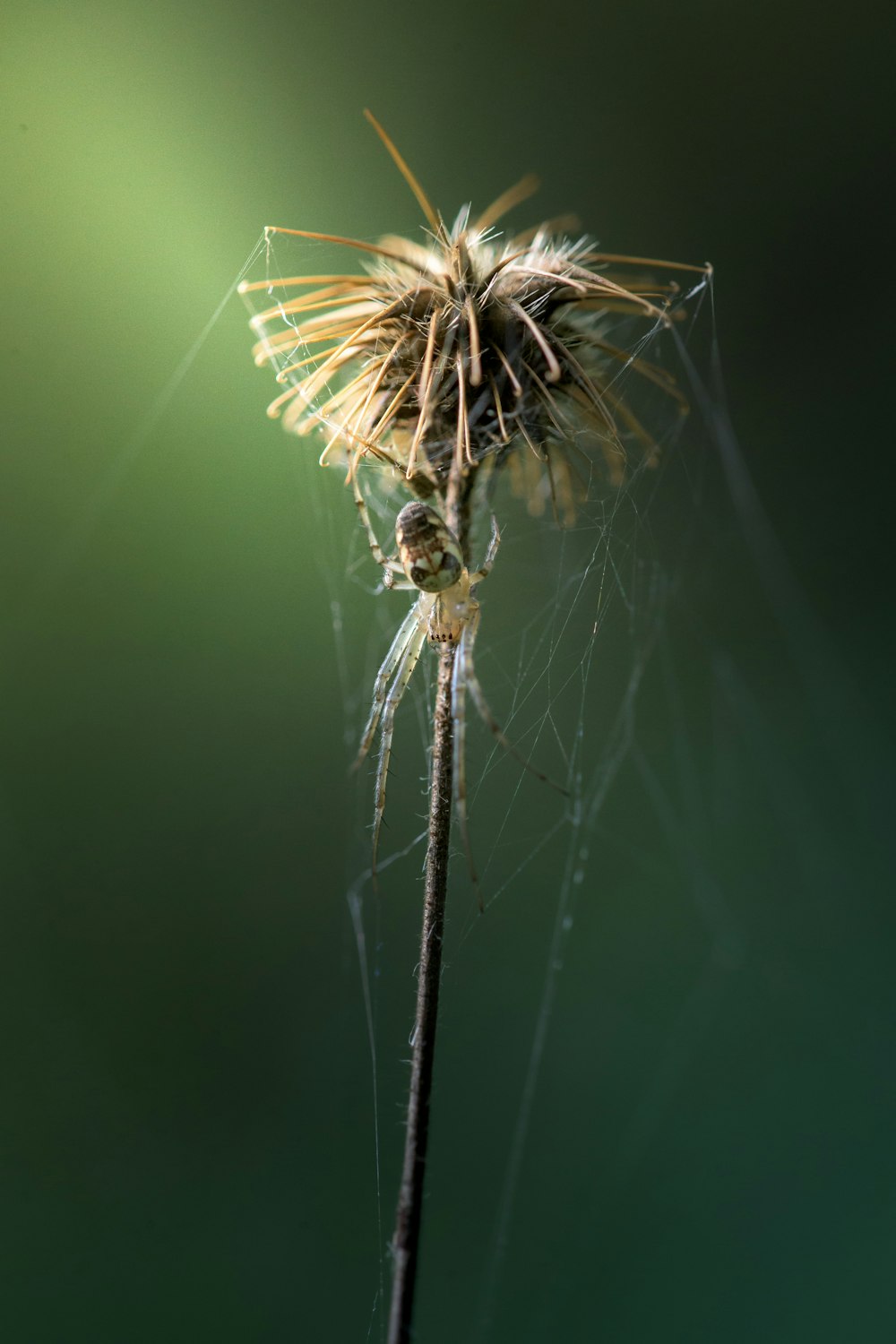 a close up of a dandelion on a green background